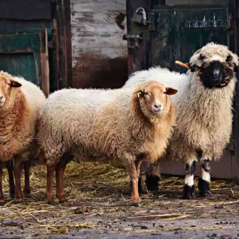 Qurban - Sierra Leone